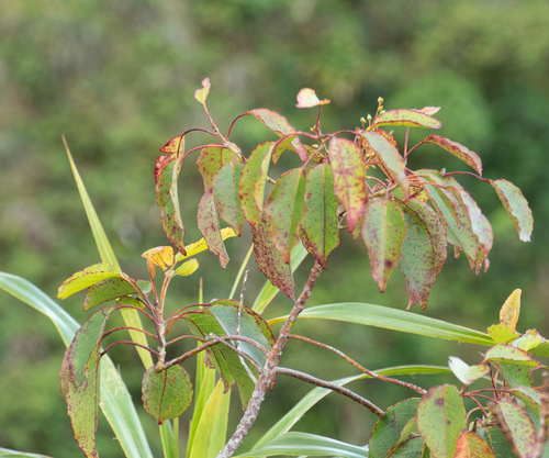 Elaeocarpus bifidus