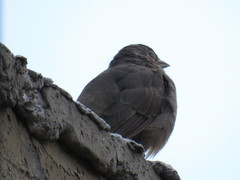 Melozone fusca