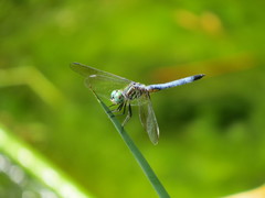 Pachydiplax longipennis