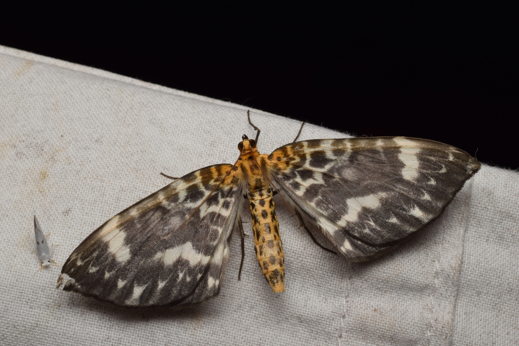 Gandaritis agnes