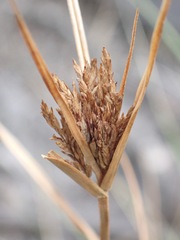 Cyperus congestus