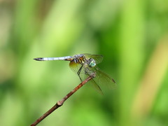 Pachydiplax longipennis