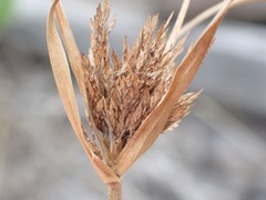 Cyperus congestus