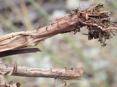 Cyperus congestus