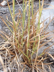 Cyperus congestus
