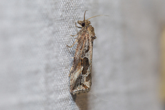 Endothenia quadrimaculana