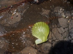 Pascahinnites coruscans