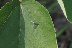 Chrysosoma globiferum