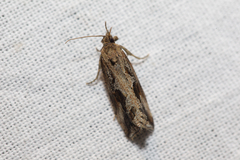 Endothenia quadrimaculana