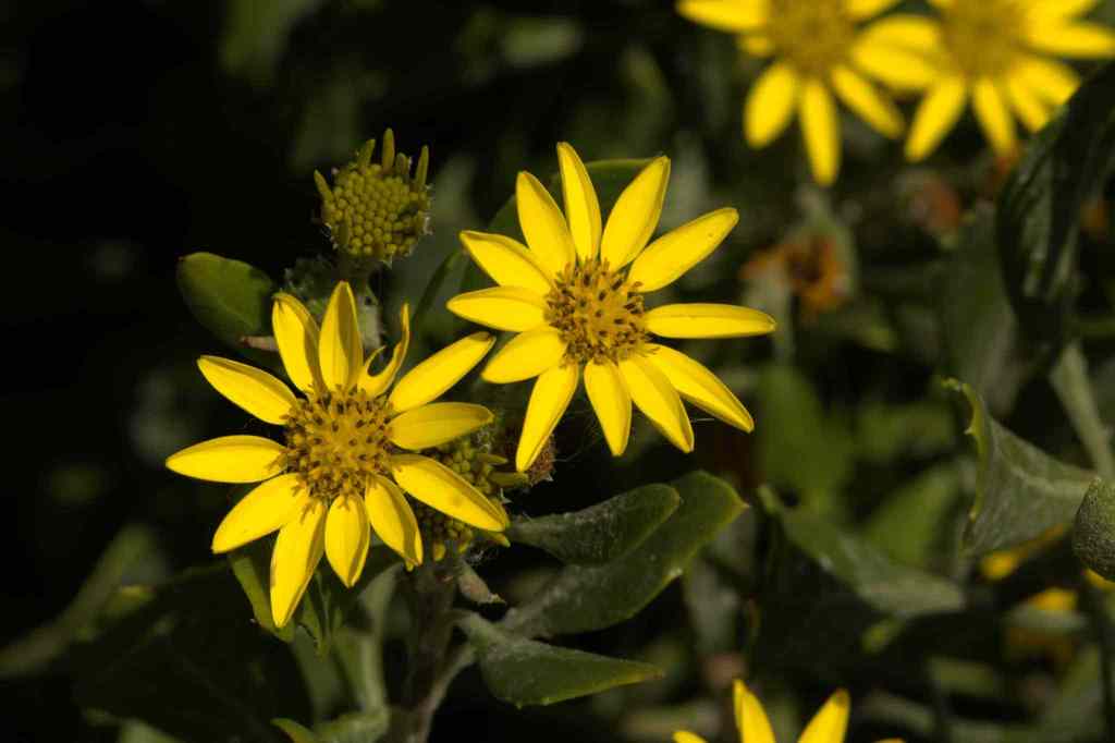 Bitou Flower Bietou (Plants of the Tygerberg Nature Reserve) · iNaturalist
