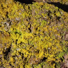 Candelariella xanthostigmoides