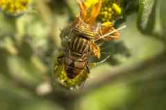 Eristalodes