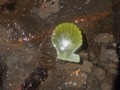 Pascahinnites coruscans