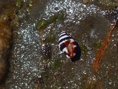 Engina zonalis