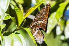 Morpho hecuba