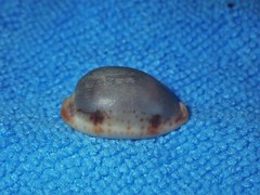 Bistolida stolida lorrainae