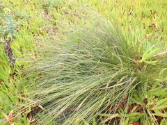 Schoenus graciliculmis