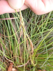 Schoenus graciliculmis