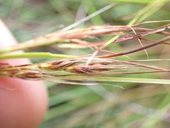 Schoenus graciliculmis