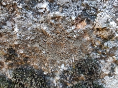 Protoparmelia montagnei