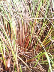 Schoenus graciliculmis