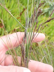 Schoenus graciliculmis