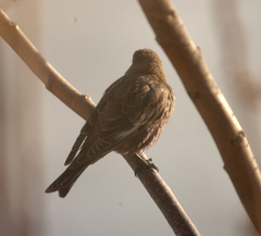 Leucosticte arctoa