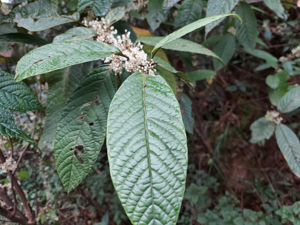 Maesa rugosa