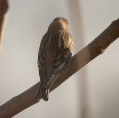 Leucosticte arctoa