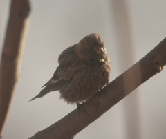 Leucosticte arctoa