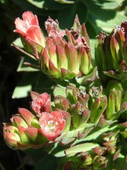 Lobostemon sanguineus