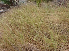 Setaria sphacelata torta