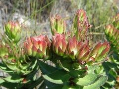 Lobostemon sanguineus