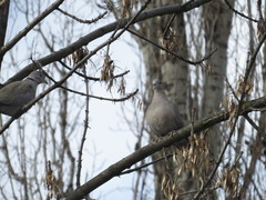 Streptopelia decaocto