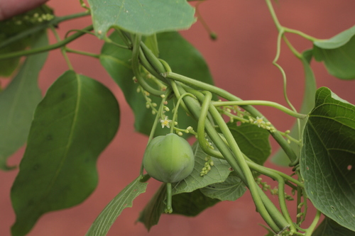 Romanoa tamnoides
