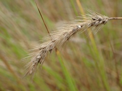 Setaria sphacelata torta