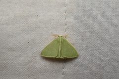 Comostola rubripunctata