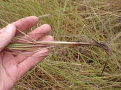 Setaria sphacelata torta