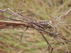 Setaria sphacelata torta