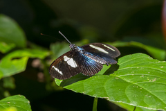 Heliconius wallacei