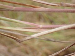 Setaria sphacelata torta