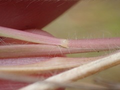 Setaria sphacelata torta