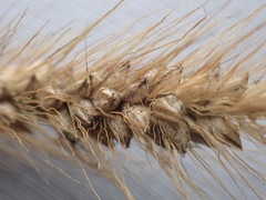 Setaria sphacelata torta