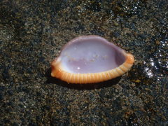 Staphylaea staphylaea