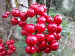 Ardisia macrocarpa