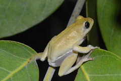 Hyperolius viridiflavus goetzei