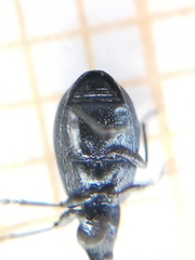Perapion hydrolapathi