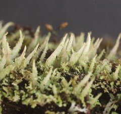 Cladonia rigida