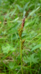 Carex caryophyllea microtricha