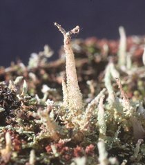Cladonia rigida